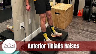 Anterior Tibialis Raises [upl. by Ahsekan]