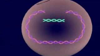 Lytic and lysogenic cycle of the bbacteriophage [upl. by Mcleod]