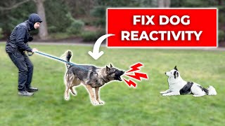 How We Fix LEASH REACTIVITY Towards Dogs Stop Barking and Lunging [upl. by Lamont354]