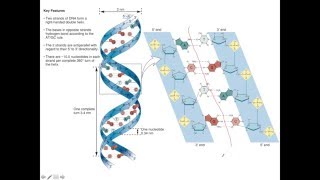 Unit 1B DNA Structure [upl. by Ivor]