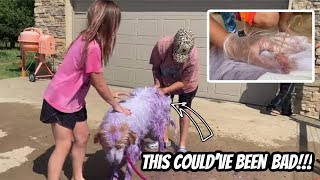 Popping Huge Abscess On Farm Dog It Was A Gusher [upl. by Gaulin362]