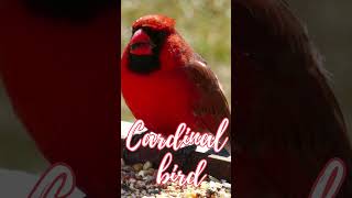 🐦red cardinal bird  cardinal bird calls  bird sounds cardinal cardinal bird birdsounds shorts [upl. by Mali]