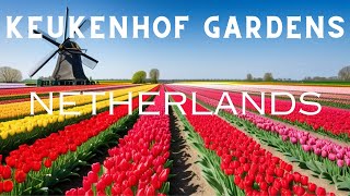 Keukenhof Gardens 2024 Unveiling the Beauty of Tulips  Travel Guide [upl. by Odlauso375]