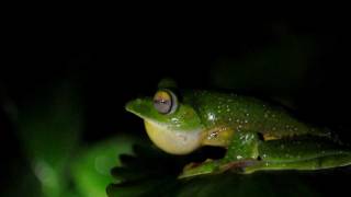 The call of Rhacophorus Malabaricus  Malabar Gliding Frog [upl. by Nylad353]