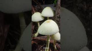 timelapse growing 2 mushroom timelapse nature adult [upl. by Arvid]