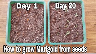 How to grow Marigold from seeds with update Grow marigold from marigold flowers [upl. by Condon]