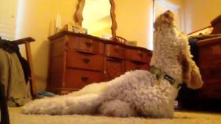 Goldendoodle Howling [upl. by Robinetta]