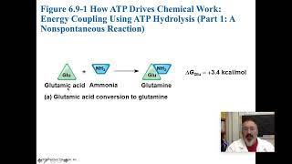 AP Biology ATP from Exergonic Powers Endergonic Reactions [upl. by Oderfodog]