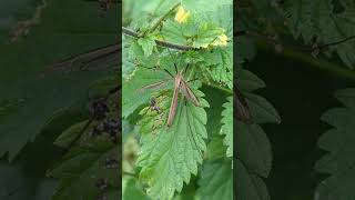 A Cranefly or Daddy Longlegs This is Tipula paludosa the Meadow Whitestripe [upl. by Kristyn294]