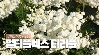 📌 멀티플렉스 터리풀📌 향기로운 크림빛의 흰색 꽃 [upl. by Asikal]