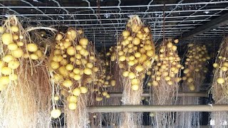 The Farm Producing Potato Without Soil Will Surprise You  Incredible Agriculture Techniques [upl. by Verlee]