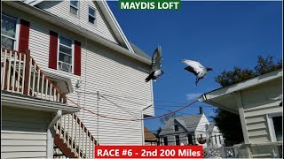 Pigeon Race 6  2nd 200 Miles 2021 YB [upl. by Odericus]