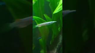 இதுதான் Wrestling halfbeak fish wresltinghalfbeak aquariumfish shorts ytshorts youtube short [upl. by Ainelec558]