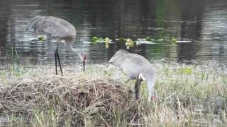 fl sandhill cranes dance and nest building [upl. by Rehsu]