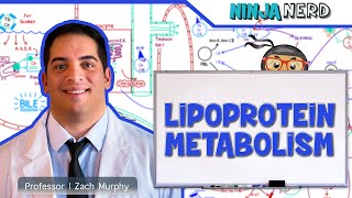 Metabolism  Lipoprotein Metabolism  Chylomicrons VLDL IDL LDL amp HDL [upl. by Nave]