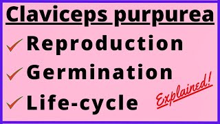 Claviceps purpurea Life Cycle  Rye Ergot  Sexual and Asexual Reproduction  Fungi  Botany Diagram [upl. by Dorothi]