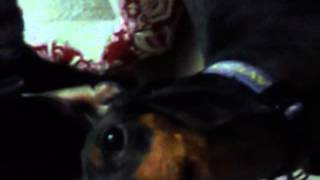 Manchester Terrier Howling amp barking [upl. by Andris]