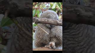 Baby Owl Washes Foot And Inspects Job [upl. by Etneciv]