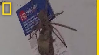 Watch Giant Spider Carrying a Dead Mouse  National Geographic [upl. by Rehpotsirhcnhoj]