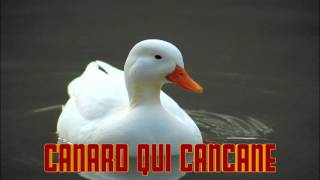 CANARD qui CANCANE le cri du CANARD [upl. by Jori55]