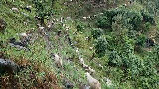 pindari glacier trek ❤️ [upl. by Sutherlan449]