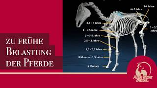 Wachstumsfugen des Pferdes  Warum viel zu frühe Belastung den Pferden schadet [upl. by Alekal]