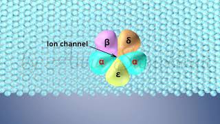 The Structure of Acetylcholine Receptors [upl. by Wixted]