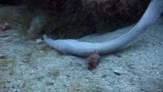 Unknown Sea Creature Filmed Off Florida Coast [upl. by Odlo]