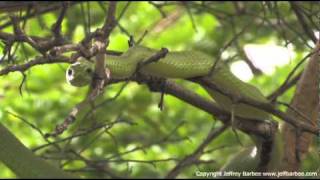 Rare Green Mamba Attacks Actually a Boomslang [upl. by Zak]