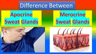 Difference Between Apocrine Sweat Glands and Merocrine Sweat Glands [upl. by O'Neil]