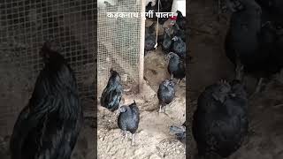 kadaknathmurgipalan kadaknathfarming deshimurgipalan poultryfarming ytshortsvideo [upl. by Nairot]