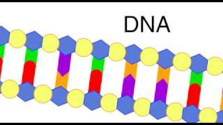 DNA replication [upl. by Leima]