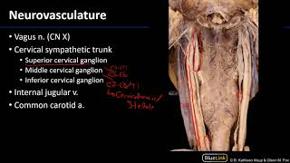 Larynx Pharynx and CST  Neurovasculature [upl. by Kerby587]