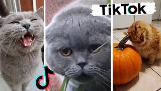 Funny Cats of TIK TOK  TikToks That Make You Go Awww [upl. by Yuu424]