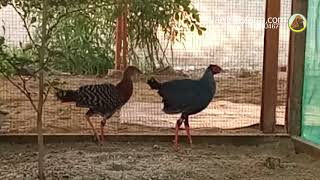 Siamese fireback pheasant for sale WA 082170467711 [upl. by Anirrok]