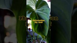 Philodendron Varieties Houseplant shorts ytshorts indoorplants [upl. by Anohr]