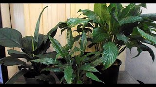 Peace Lily Cultivars Different Spathiphyllum Varieties [upl. by Crispen]