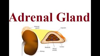 Adrenal glands structure and functions  2024 [upl. by Casi]