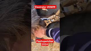 Pashuparichar 2024  बधियाकरण Castration shortsfeed pashuparicharakbharti animalattendant [upl. by Daughtry]