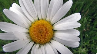 The Oxeye Daisy [upl. by Urquhart]