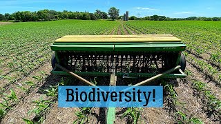 Interseeding Cover Crops Into Corn [upl. by Annazus709]