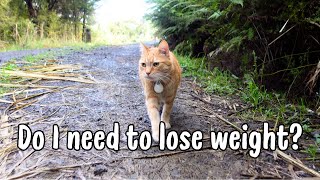 Are my cats overweight 😭 Taking them for a walk to help them lose some fat【日本語CC】 [upl. by Tneicniv]