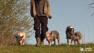 Frühlingsspaziergang mit Schweinen Schafen und Hunden [upl. by Askari]