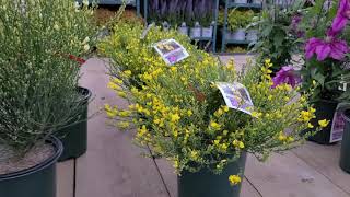 Cytisus Allgold  Moonlight  Osiris Scotch Broom  Slender Foliage Yellow Flowers [upl. by Kristoforo78]