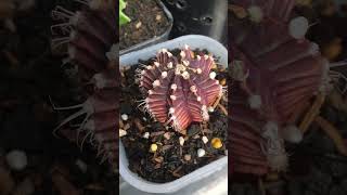 Gymnocalycium Purple Siklam gymnocalycium cactus [upl. by Cummins832]