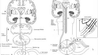 🔴Neurologie Compression Médullaire Lentes [upl. by Schwarz]