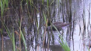 Spotted Redshank  Tringa erythropus [upl. by Orpha548]