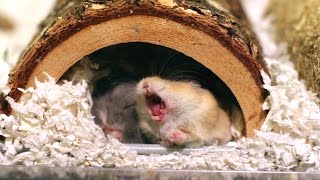 Ever wonder what it looks like when a hamster yawns [upl. by Lrae]