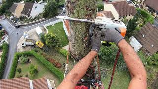 Démontage dun énorme sapin bleue de 25m  STIHL Ms 201 Ms661 [upl. by Kidd897]