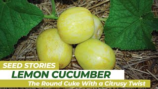 SEED STORIES  Lemon Cucumber The Round Cuke With a Citrusy Twist [upl. by Tebazile]